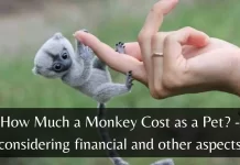 How Much a Monkey Cost as a Pet? – considering financial and other aspects how much does a monkey cost