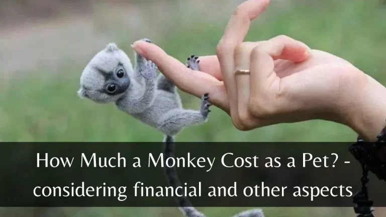 How Much a Monkey Cost as a Pet? – considering financial and other aspects
